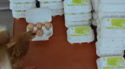 Dailymotion Poules, bio