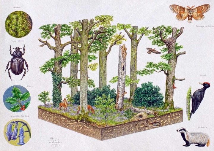 , dépôts sauvages,François DESBORDES – Faune Sauvage sur Pinterest